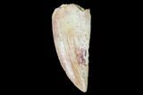 Large, Serrated, Raptor Tooth - Real Dinosaur Tooth #102373-1
